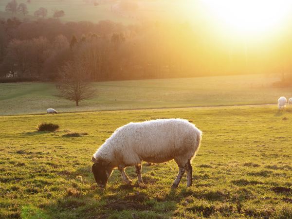 株式会社Waplus/羊の牧場で飼育・管理をお任せします！
