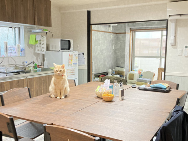 株式会社up2you/【猫好き必見！】猫と働く新しい福祉事業所の追加スタッフ募集！