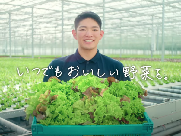 株式会社舞台ファーム/大規模植物工場｜野菜の収穫作業