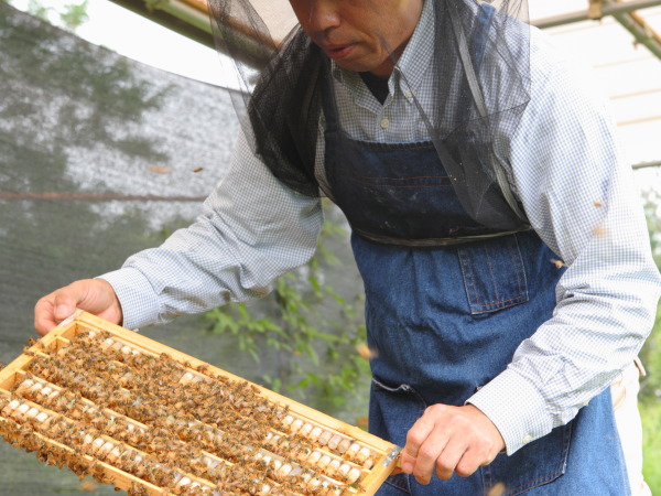 みつばち農園/はちみつ　ローヤルゼリー生産・製造技術　養蜂場　みつばち飼育　品種改良研究