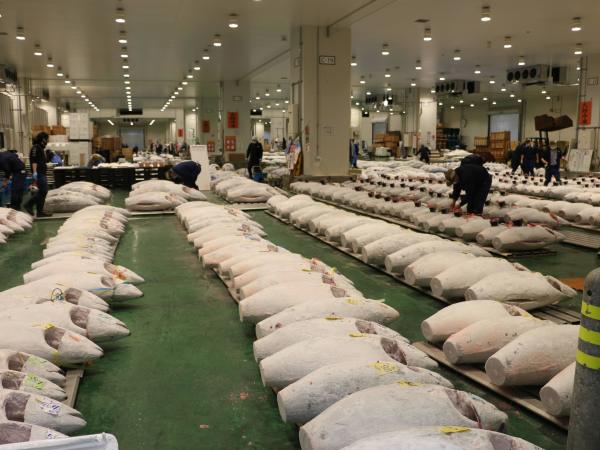 東京魚市場卸協同組合の求人情報-02