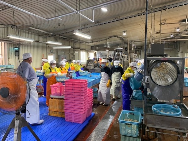 佐呂間漁業協同組合生産部会/【北海道・佐呂間】水産加工員募集